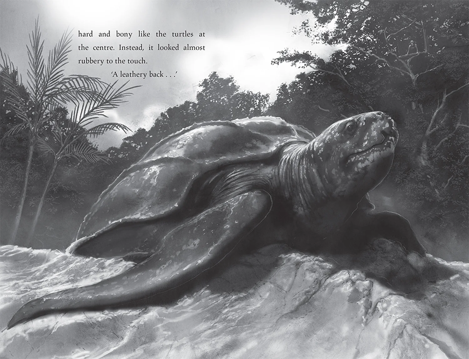 Turtle Moon - Image 5